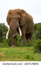 A lone elephant Bull in the Addo Elephant National Park in the Eastern Cape Province , South Africa.
				
				Isolated elephant with tusks.