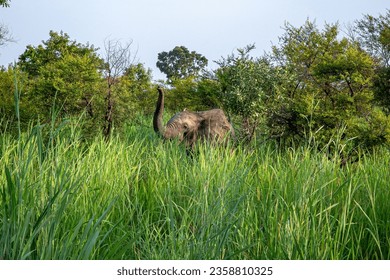 a lone elephant is having breakfast in the morning in the bush. Pendjari National Park, Benin