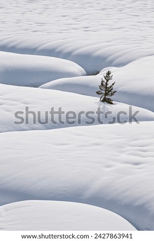 Lone evergreen tree in the snow with a meandering stream, grand teton national park, wyoming, united states of america, north america