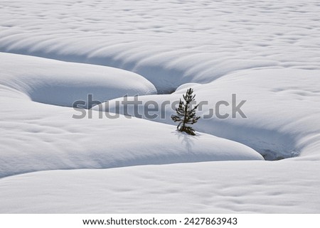 Lone evergreen tree in the snow with a meandering stream, grand teton national park, wyoming, united states of america, north america