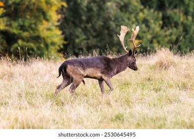 A lone Fallow stag with antlers walking through grassland, with a line of trees in the background.  - Powered by Shutterstock