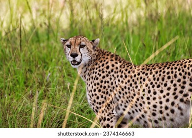 A lone female Cheetah looks out for game in the vast grasslands of Maasai Mara, Kenya, Africa - Powered by Shutterstock