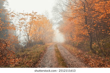 A lone figure walks on misty dirt road tracks surrounded by autumn trees. The scene is enveloped in a soft morning fog, creating an ethereal atmosphere with muted sunlight filtering through. - Powered by Shutterstock