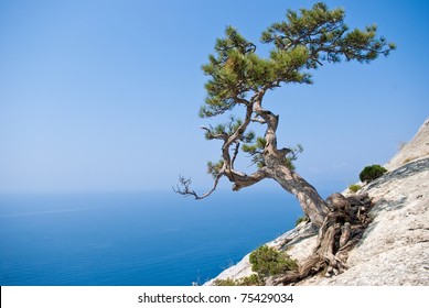 5,686 Alone Tree Cliff Images, Stock Photos & Vectors | Shutterstock