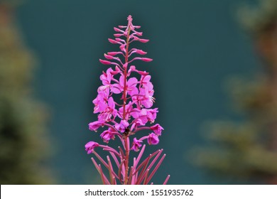 lone fireweed with a bee