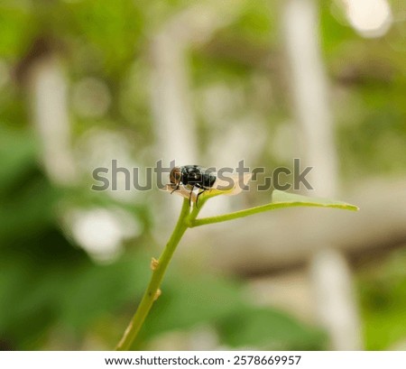 A lone fly perched on a thin green stem.