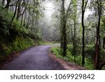 lone forest path 