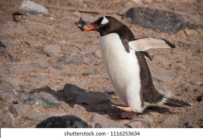 A Lone Gentoo Penguin Caring A Pebble For A Nest In Antarctica