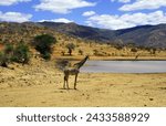 Lone giraffe near a watering hole in the savannah during dry season with low hills in the background