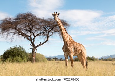 A Lone Giraffe In Ruaha National Park