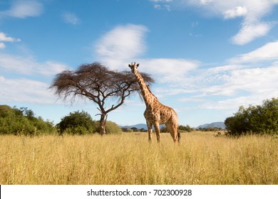 A Lone Giraffe In Ruaha National Park