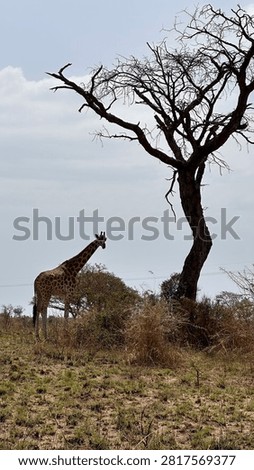 Lone giraffe standing under bare acacia tree in Uganda savanna