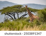 A lone giraffe stands beside an acacia tree in the Kenyan savannah, showcasing the beauty of Africa’s wildlife. This serene scene highlights the grace of the giraffe and the importance of conservation