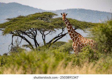 A lone giraffe stands beside an acacia tree in the Kenyan savannah, showcasing the beauty of Africa’s wildlife. This serene scene highlights the grace of the giraffe and the importance of conservation - Powered by Shutterstock