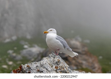 Lone Glaucous Gull On Rock In Arctic