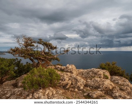 Similar – Image, Stock Photo Gnarled pine trees on the shores of Lake Garda in Bardolino