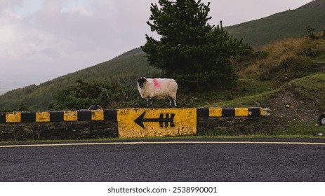 A lone goat standing on a rural road under a cloudy sky - Powered by Shutterstock