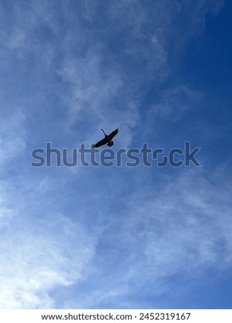 Similar – Foto Bild Modellflugzeug fliegt am Himmel