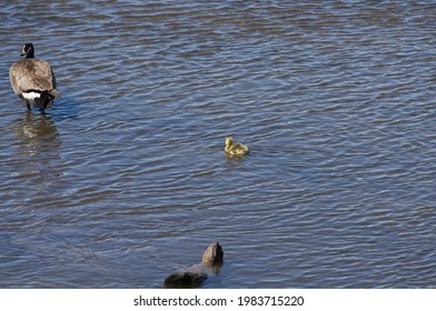 A Lone Gosling Straggler In The Water