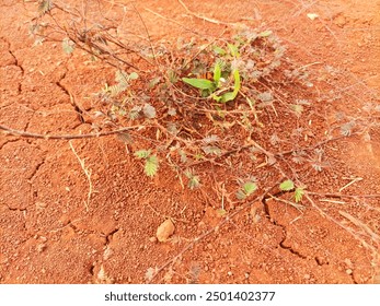 A lone green plant emerges from the cracked, dry earth, symbolizing resilience and hope amid arid conditions. The rich red soil contrasts with the fragile, thorny stems of the desert survivor. - Powered by Shutterstock