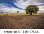 Lone Green Trees in a Field of Golden Grass In New Mexico