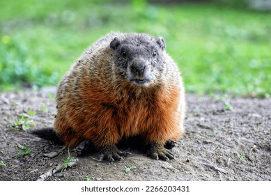 Lone groundhog, or woodchuck, looking at camera