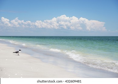 Lone Gull On The Sanibel Island Beach