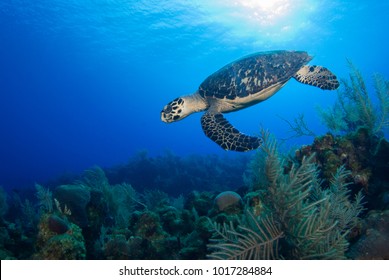 Hawksbill Sea Turtle Stock Photo (Edit Now) 52121887