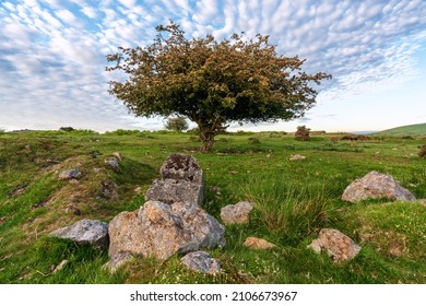 Lone Hawthorn Tree On Bodmin Moor Cornwall Uk 