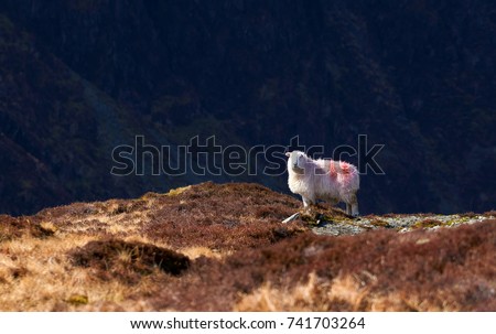 A lone Herdwick Sheep high up on the mountains in the Eglish Lake District