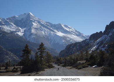 Lone hiker walks on a gravel road towards a snow-capped mountain in the himalayas of nepal, surrounded by pine trees and a clear blue sky - Powered by Shutterstock