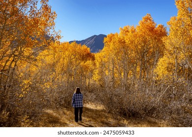 A lone hiker walks through a vibrant forest of golden aspen trees on a clear, autumn day. The trees are in full fall color, creating a picturesque scene. - Powered by Shutterstock