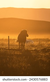 Lone Horse at Fence with Mountain Layered Background at Golden Hour 