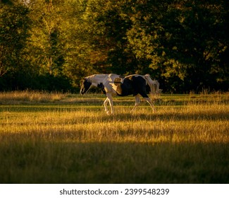 A lone horse galloping in a scenic pasture, embodying the tranquility and grace of rural life at Anne Springs Close Greenway.  Fort Mill, SC.