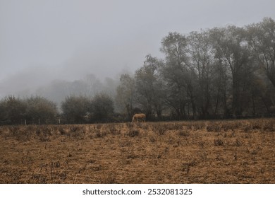 A lone horse grazes in a misty field, surrounded by tall trees. The atmosphere is serene and ethereal, perfect for a moody, atmospheric photo.  Carpathian Mountains, Romania. - Powered by Shutterstock