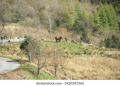 A Lone Horse Grazing Amidst Nature’s Tranquility