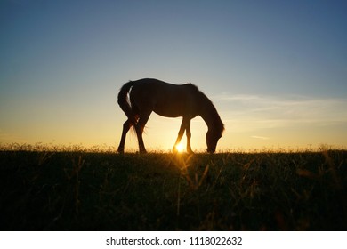 Lone horse grazing with sunset background.