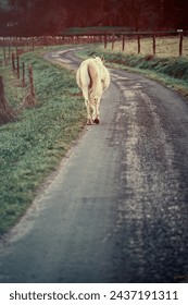 A lone horse on a country road is a white horse with its head down.
