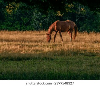 A lone horse peacefully grazing in a scenic pasture, embodying the tranquility and grace of rural life at Anne Springs Close Greenway.  Fort Mill, SC.