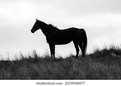 Lone horse Silhouetted on a grassed hill. Stark black and White image at sunrise.