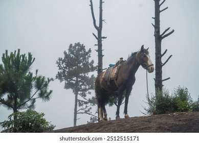 A lone horse stands on a misty hillside, surrounded by sparse trees, creating a tranquil and atmospheric scene that captures the peacefulness of nature and rural life. - Powered by Shutterstock