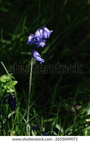 A lone Hyacinthoides non-scripta, also known as common bluebell or the English bluebell, lit by the sun amongst dense grass and foliage.