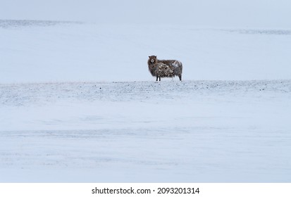 Lone Icelandic black sheep in bleak wild snow storm stoichally facing into the wind. Its long fleece is covered in frozen snow - Shutterstock ID 2093201314