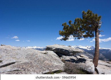 Lone Jeffrey Pine On Sentinel Dome In Yosemite National Park