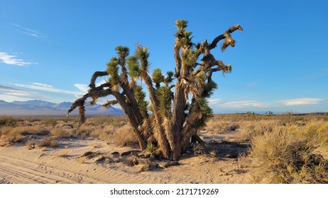 A Lone Joshua Tree In The El Paso Mountains National Wilderness Area. 