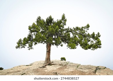 Lone Juniper Tree (Juniperus spp.) on Cliff Edge in Turkey – Resilient Evergreen Silhouetted Against Misty Background