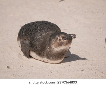 Lone juvenile penguin lies on sandy beach, close up, looking at camera - Powered by Shutterstock