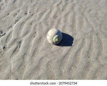 A lone large shell sitting on the sand at the beach. The round shell looks like an abandoned home of a snail.