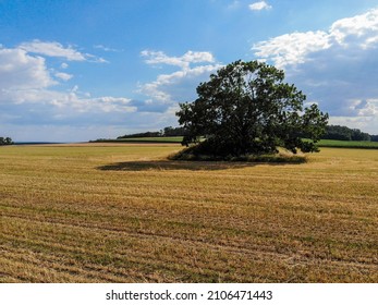 A Lone Large Tree In The Middle Of Nowhere In A Field