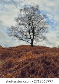 Lone leafless tree standing on a bracken-covered hillside under a dramatic winter sky.